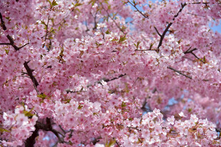 樱花