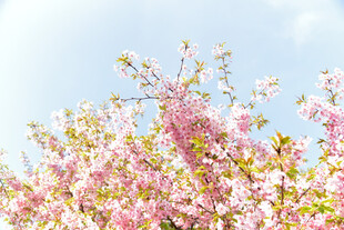 樱花