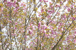 春日繁花满树的烂漫景象