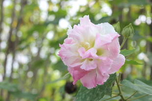 粉色木芙蓉花特写