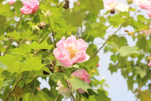 盛开的粉色木芙蓉花朵