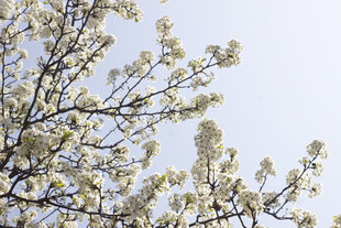 豆梨花枝头繁花绽放春日美景