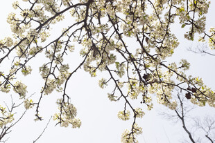 豆梨花枝头繁花绽