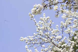 豆梨花枝头繁花绽于蓝天之下