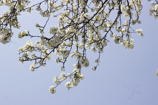 豆梨花枝头繁花绽于蓝天之下