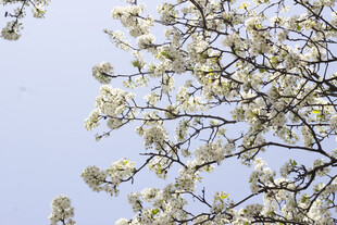 豆梨花春日繁花绽放枝头