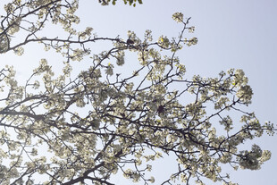 豆梨花枝头繁花绽放