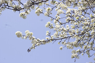 豆梨花枝头繁花绽于蓝天之下
