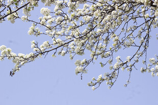 豆梨花枝头繁花绽于蓝天之下