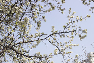 春日绽放的洁白花枝豆梨