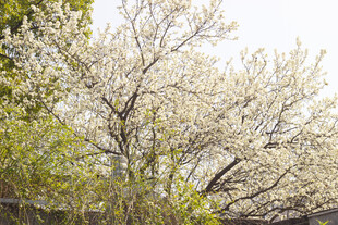 春日盛开的洁白繁花豆梨