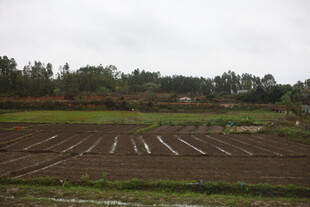 乡村田园景观 田野与树林