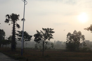 日出时分的林间景象