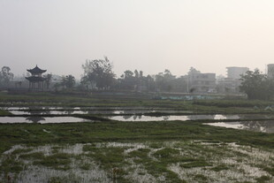 雾中水田与远处朦胧景象