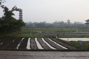 水田风光 远处古塔朦胧