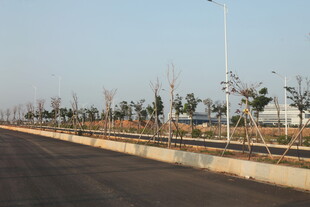 宽阔道路旁的整齐树木