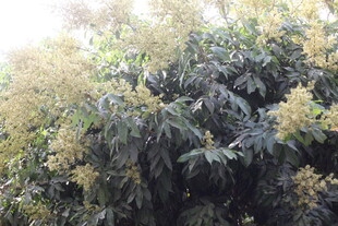 繁茂绿植展现盎然生机