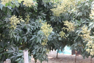 繁茂荔枝树绽放黄色小花