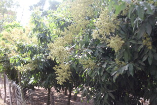 繁茂荔枝树 绿叶繁花