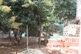 庭院绿植旁的砖砌景观