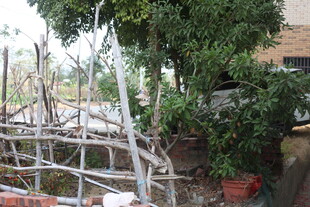 庭院绿植旁的简易搭建区