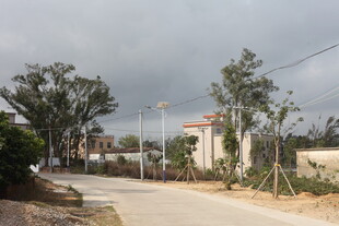 乡村道路旁的树木与建筑