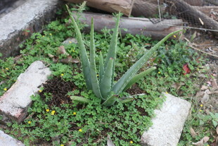 石缝间的芦荟与绿意植物