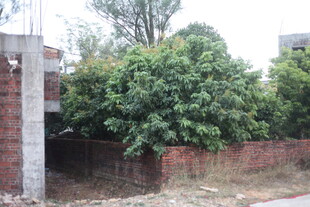 庭院旁茂盛绿植景观