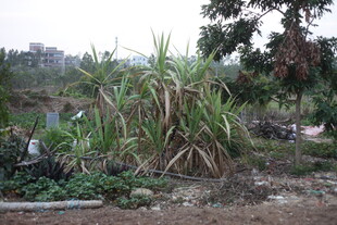 野外茂盛的高大绿色植物