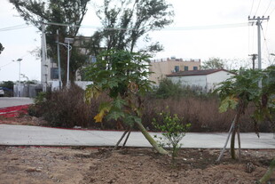 户外绿植与简易设施场景