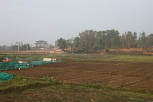 田野风光 农田绿意初显