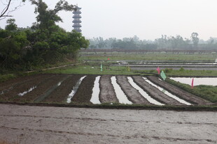 雨中水田风景