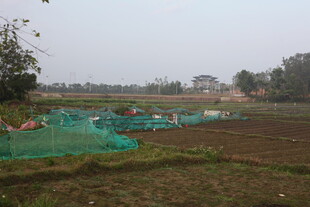 田野中的绿色防护网景观