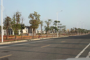 宽阔道路旁成排新栽树木