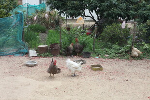 院子里觅食的几只家禽