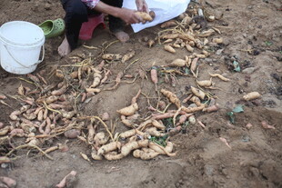 农民田间整理收获的红薯