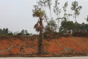 红土坡上的孤树与绿植