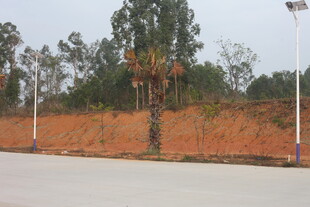 道路旁的树木与红土景观