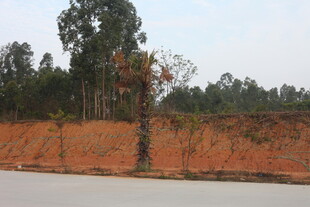 路边孤树与远处树林