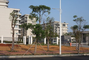 现代小区旁的树木景观