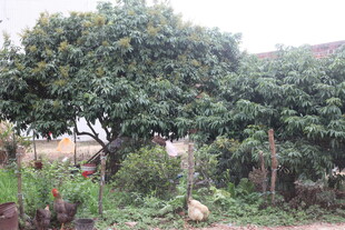 乡村旁的繁茂果树