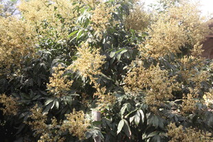 金黄繁茂的植物景观