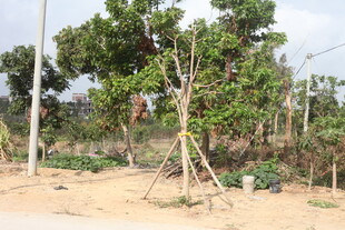 新植树木的田园种植场景