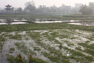 晨雾中的水田与远处建筑
