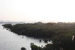 河畔茂密树林的迷人景致