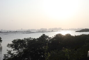 湖畔晨光下的树林与水域