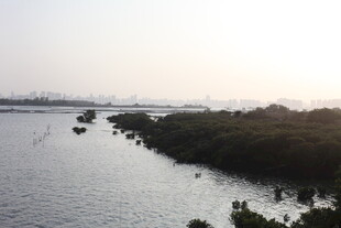 河畔风光 水面与绿植景致