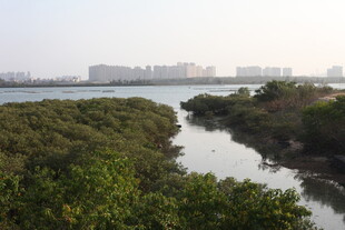 河畔绿意盎然的自然景致