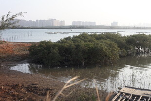 湿地中的茂密植被景观
