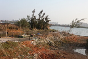 湖畔岸景 草木摇曳